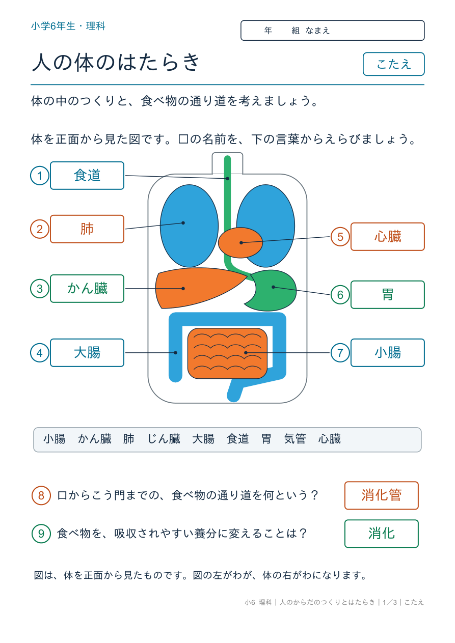 人のからだのつくりとはたらき 体の中のつくり のこたえページ