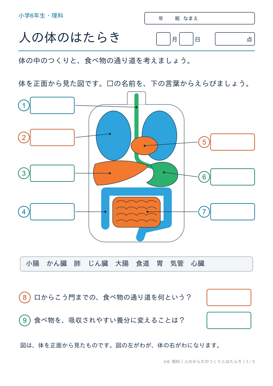 人のからだのつくりとはたらき 体の中のつくり の問題ページ