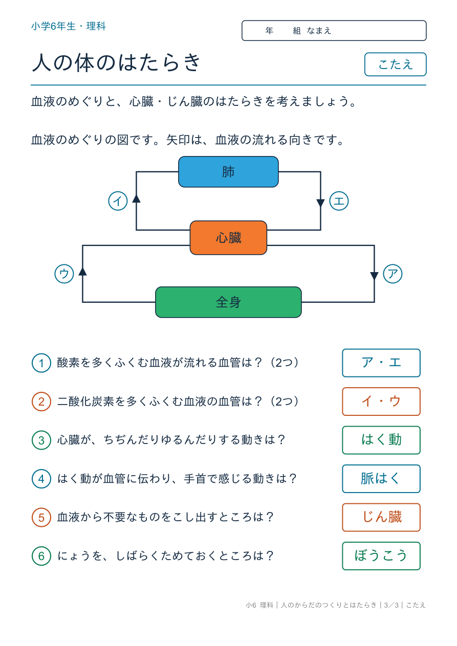 人のからだのつくりとはたらき 血液のめぐり のこたえページ