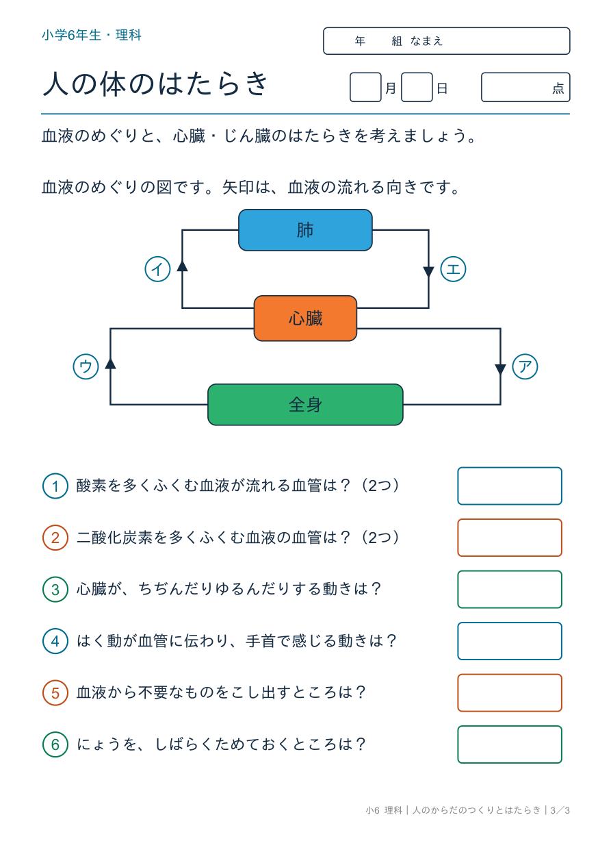 人のからだのつくりとはたらき 血液のめぐり