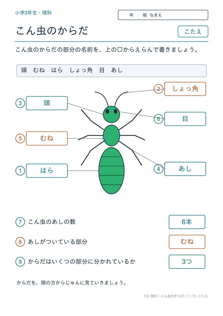 こん虫のからだ からだの部分 のこたえページ