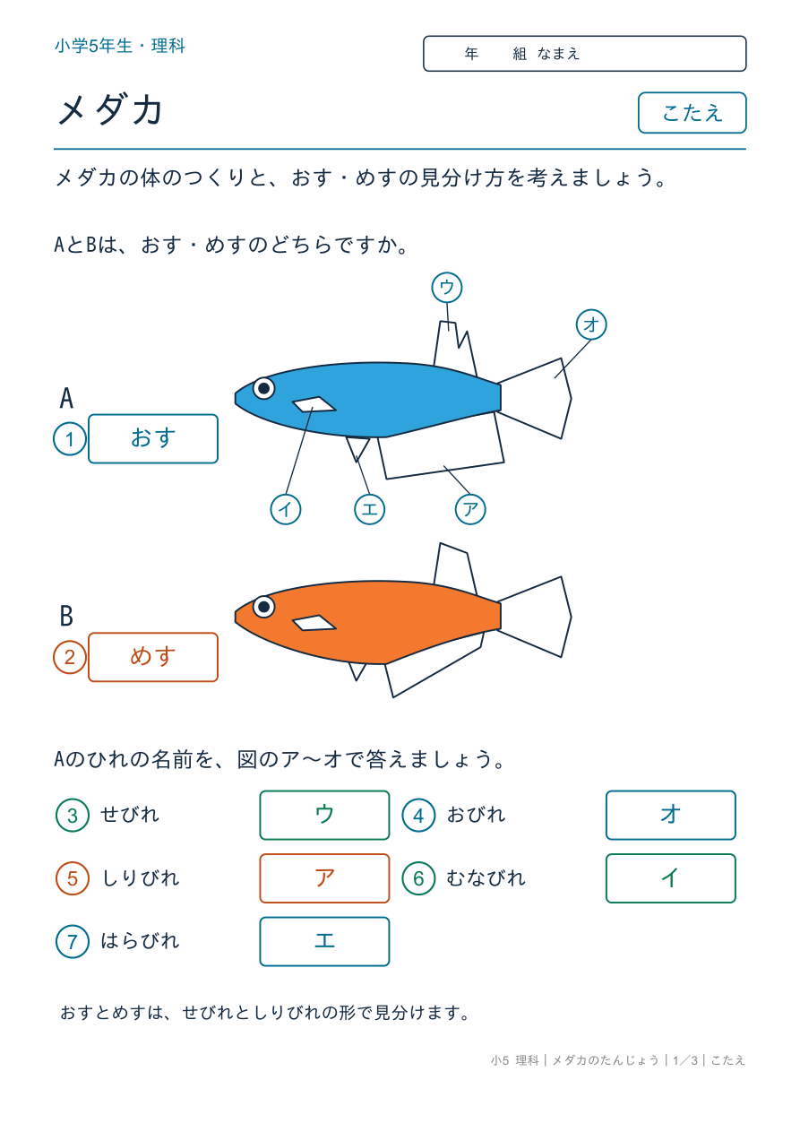 メダカのたんじょう 体のつくりとおす・めす のこたえページ