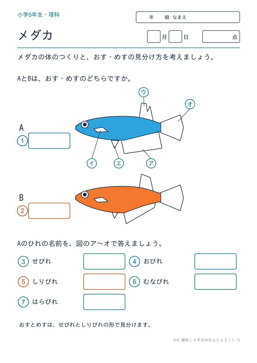 メダカのたんじょう 体のつくりとおす・めす の問題ページ