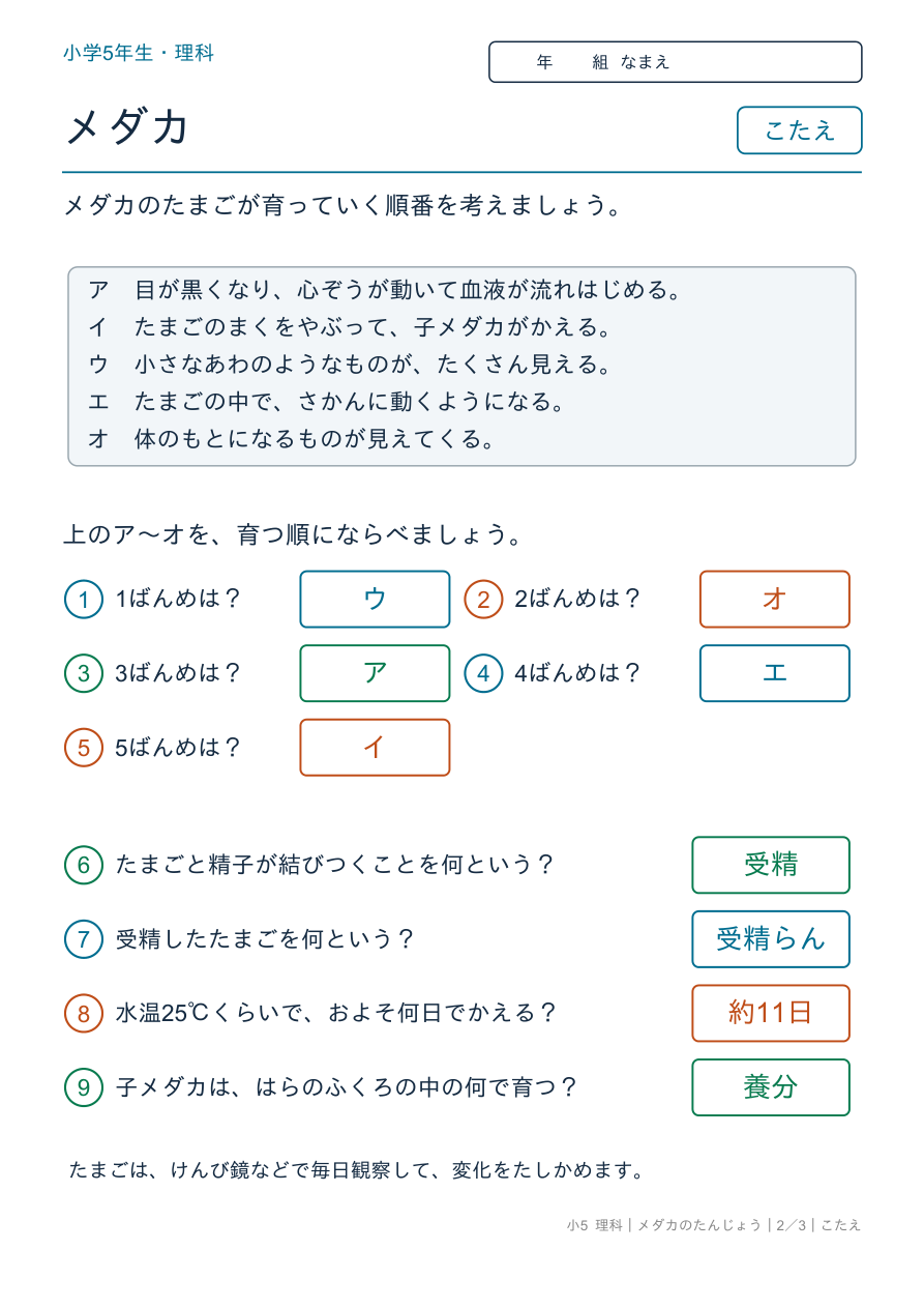 メダカのたんじょう たまごの育ち のこたえページ